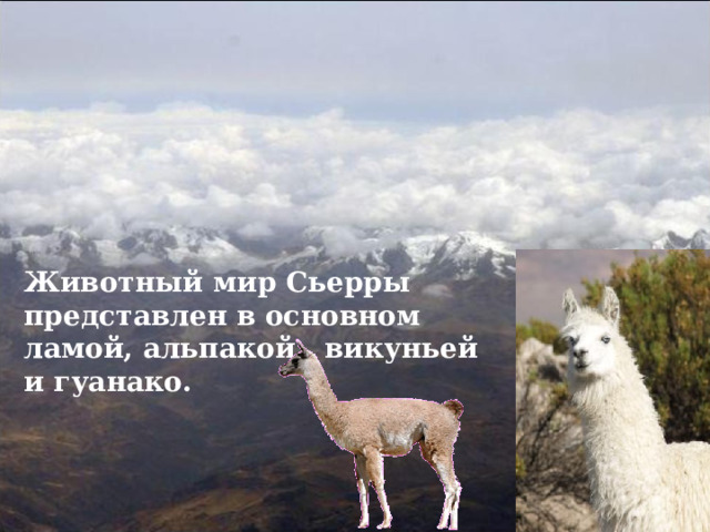 Животный мир Сьерры представлен в основном ламой, альпакой, викуньей и гуанако. 
