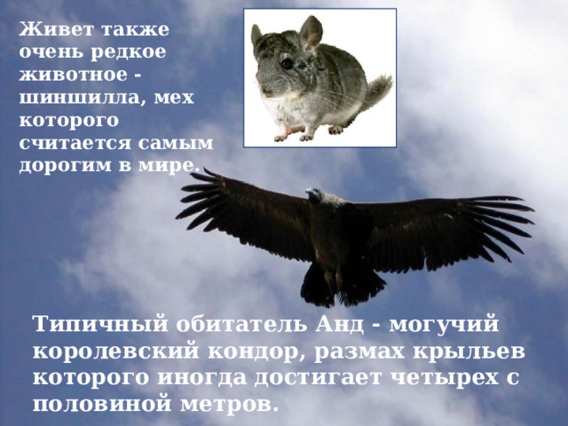 Живет также очень редкое животное - шиншилла, мех которого считается самым дорогим в мире. Типичный обитатель Анд - могучий королевский кондор, размах крыльев которого иногда достигает четырех с половиной метров. 