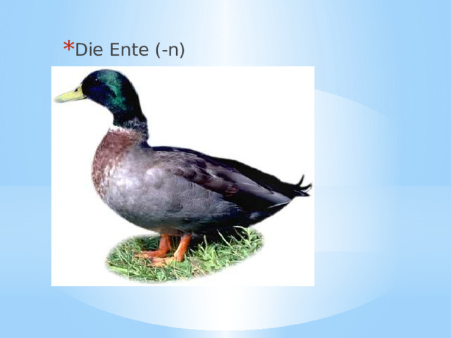 Die Ente (-n) 
