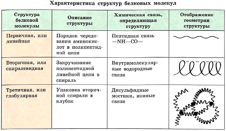 Структура параметров. Строение белка.