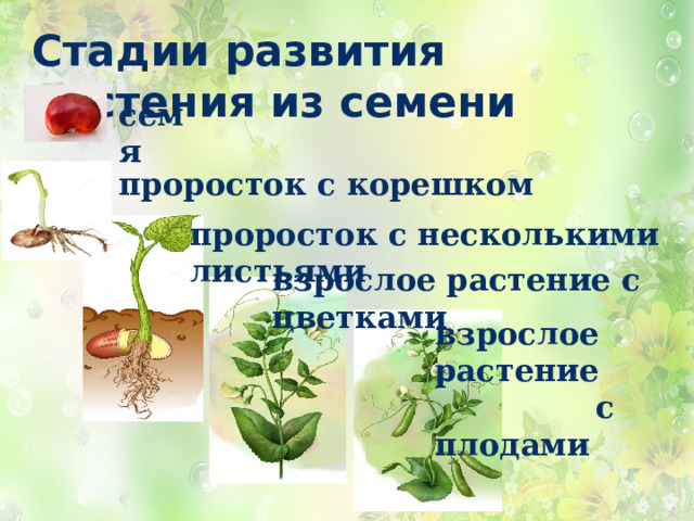 Стадии развития растения из семени семя проросток с корешком проросток с несколькими листьями взрослое растение с цветками взрослое растение  с плодами 