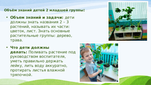 Объём знаний детей 2 младшей группы :   Объем знаний и задачи: дети должны знать названия 2 – 3 растений, называть их части: цветок, лист. Знать основные растительные группы: дерево, трава. Что дети должны делать:  Поливать растение под руководством воспитателя, уметь правильно держать лейку, лить воду аккуратно, протирать листья влажной тряпочкой. 