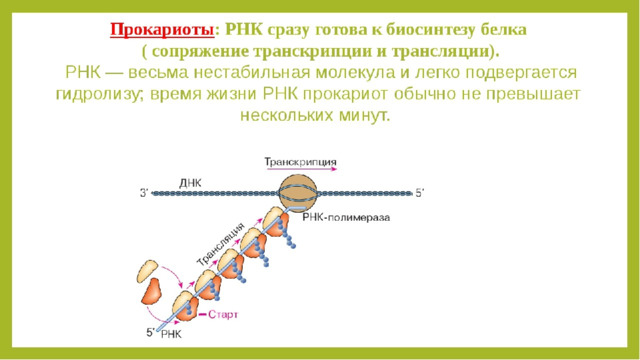 Рнк и белки эукариот