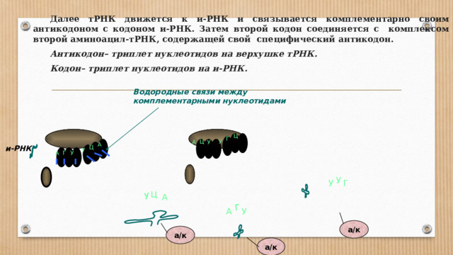 Содержит антикодон клеточная фабрика белка направляется. Схема образования белка. Биосинтез белка антикодон. Задание ЕГЭ на антикодоны ТРНК. Содержит антикодон.