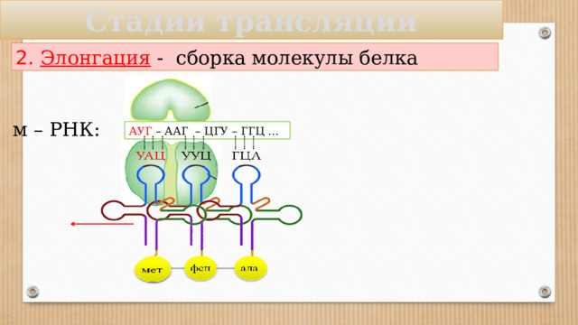 Стадии трансляции 2. Элонгация  - сборка молекулы белка м – РНК: АУГ – ААГ – ЦГУ – ГГЦ … 