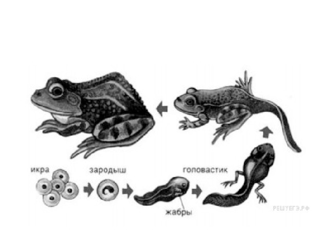 На рисунке изображена лягушка в разные периоды жизни приведите пример процесса иллюстрирующего