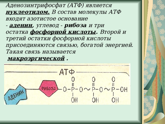     Аденозинтрифосфат (АТФ) является нуклеотидом. В состав молекулы АТФ входят азотистое основание -  аденин ,  углевод -  рибоза  и три остатка  фосфорной кислоты . Второй и третий остатки фосфорной кислоты присоединяются связью, богатой энергией. Такая связь называется   макроэргической  .    