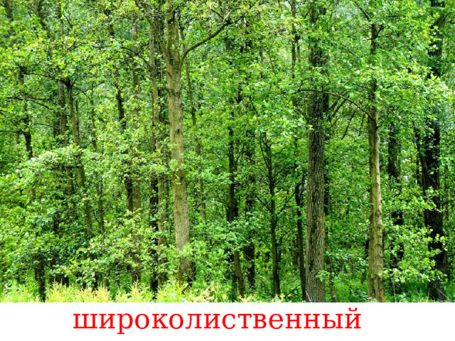 широколиственный лес 