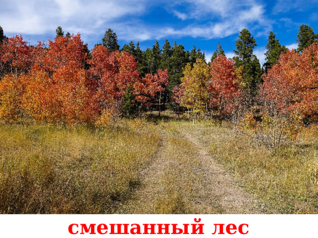 смешанный лес 