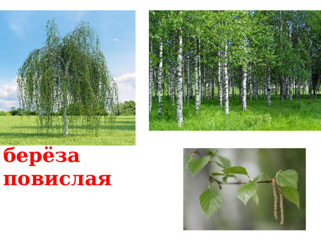 берёза повислая 