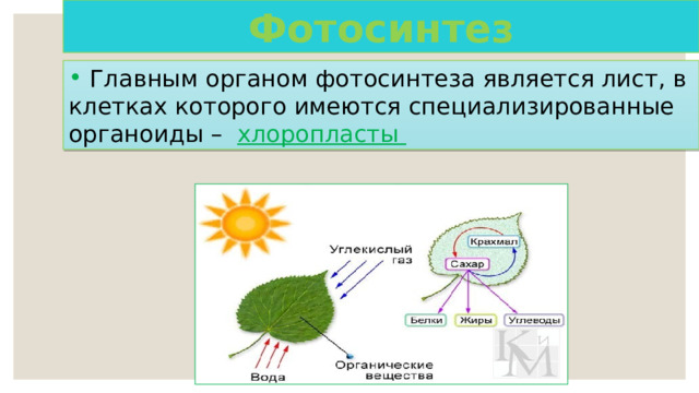 Фотосинтез  Главным органом фотосинтеза является лист, в клетках которого имеются специализированные органоиды – хлоропласты 
