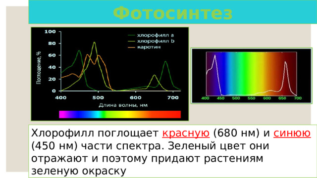Фотосинтез Хлорофилл поглощает красную (680 нм) и синюю (450 нм) части спектра. Зеленый цвет они отражают и поэтому придают растениям зеленую окраску 