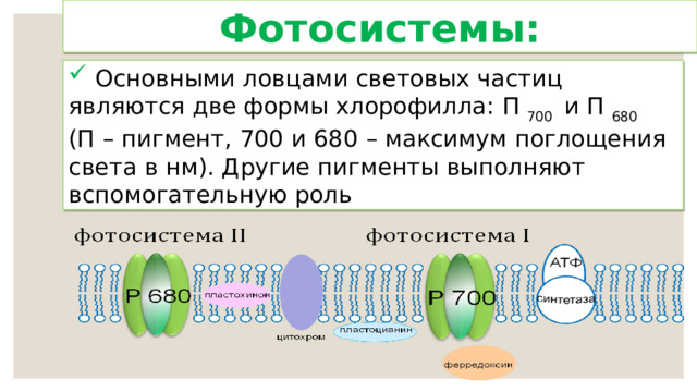 Фотосистемы:  Основными ловцами световых частиц являются две формы хлорофилла: П 700  и П 680 (П – пигмент, 700 и 680 – максимум поглощения света в нм). Другие пигменты выполняют вспомогательную роль 