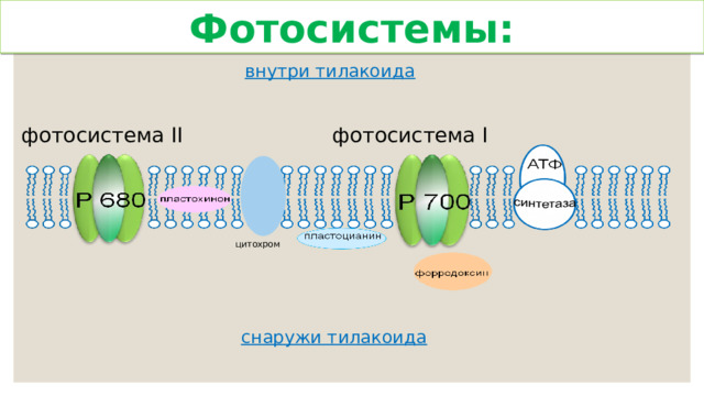 Фотосистемы: внутри тилакоида фотосистема I фотосистема II цитохром снаружи тилакоида  