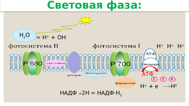 Световая фаза: Н 2 О = Н + + ОН -  Н + Н + Н + АТФ Н + + е Н 0 НАДФ + 2Н  = НАДФ ·Н 2  