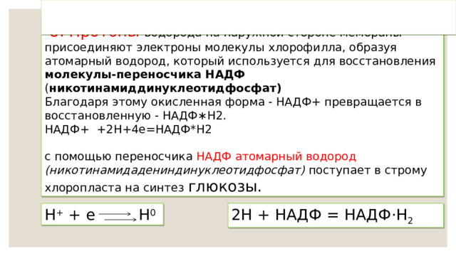   8. Протоны водорода на наружной стороне мембраны присоединяют электроны молекулы хлорофилла, образуя атомарный водород, который используется для восстановления молекулы-переносчика НАДФ ( никотинамиддинуклеотидфосфат)  Благодаря этому окисленная форма - НАДФ+ превращается в восстановленную - НАДФ∗H2. НАДФ+ +2Н+4е=НАДФ*Н2 с помощью переносчика НАДФ атомарный водород (никотинамидадениндинуклеотидфосфат) поступает в строму хлоропласта на синтез глюкозы. Н + + е Н 0 2Н + НАДФ = НАДФ ·Н 2  