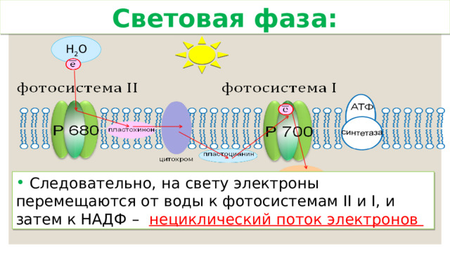 Световая фаза: Н 2 О НАДФ  Следовательно, на свету электроны перемещаются от воды к фотосистемам II и I, и затем к НАДФ – нециклический поток электронов 