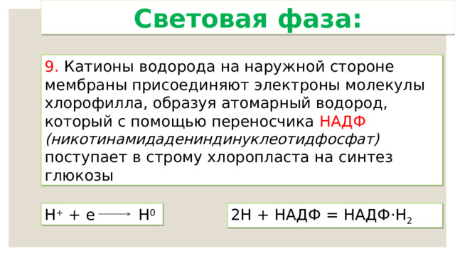 Световая фаза: 9. Катионы водорода на наружной стороне мембраны присоединяют электроны молекулы хлорофилла, образуя атомарный водород, который с помощью переносчика НАДФ (никотинамидадениндинуклеотидфосфат) поступает в строму хлоропласта на синтез глюкозы Н + + е Н 0 2Н + НАДФ = НАДФ ·Н 2  