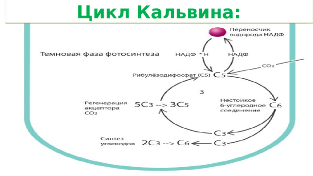 Цикл Кальвина: Темновая фаза: 