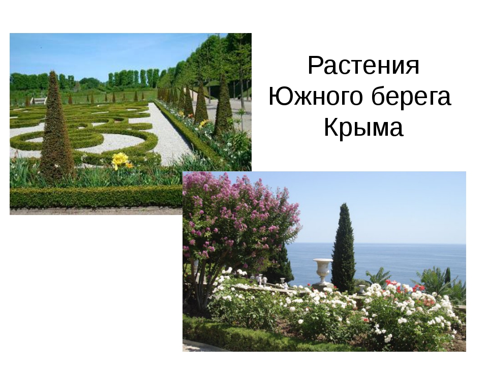 Береги южные. Растения Южного берега Крыма. Растения ЮБК Крыма. Флора Южного берега Крыма. Южная растительность Крыма.