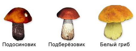 Какой тип питания характерен для подосиновика желто бурого изображенного на рисунке