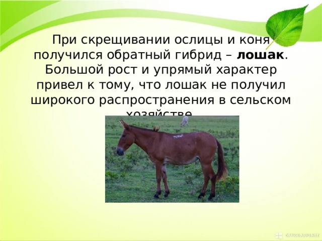 При скрещивании ослицы и коня получился обратный гибрид –  лошак . Большой рост и упрямый характер привел к тому, что лошак не получил широкого распространения в сельском хозяйстве. 