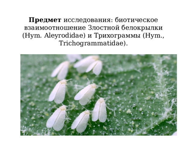 Предмет  исследования: биотическое взаимоотношение Злостной белокрылки (Hym. Aleyrodidae) и Трихограммы (Hym., Trichogrammatidae). 