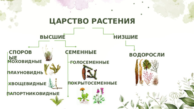 Представители какого отдела царства растения изображены на рисунке покрытосеменные моховидные