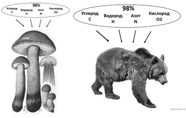 Какое свойство организма изображено на рисунке