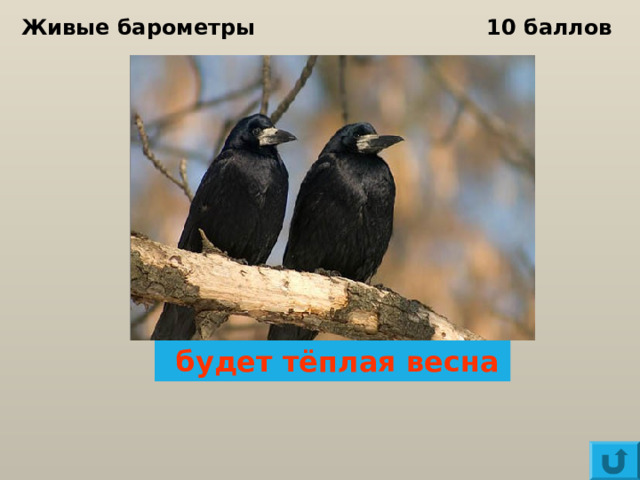 Живые барометры 10 баллов Грачи рано прилетели…  будет тёплая весна 