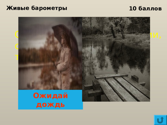 Живые барометры 10 баллов Сильно пахнут цветы акации, смородины, донника, сон-травы, жимолости... Ожидай дождь 