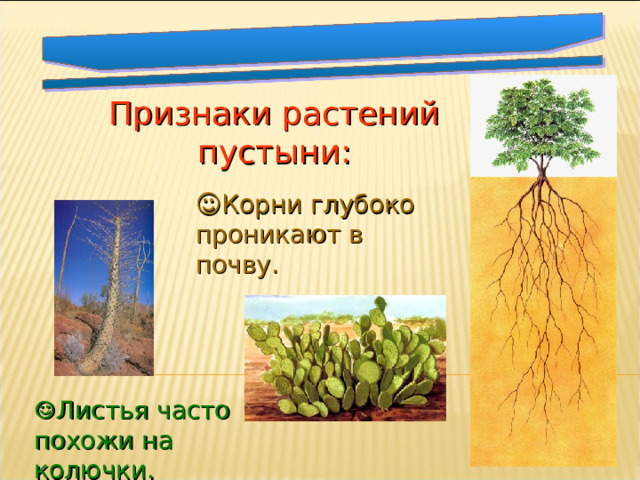Признаки растений пустыни: ☺ Корни глубоко проникают в почву. ☺ Листья часто похожи на колючки. 