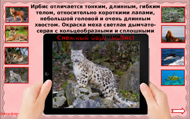 Ирбис отличается тонким, длинным, гибким телом, относительно короткими лапами, небольшой головой и очень длинным хвостом. Окраска меха светлая дымчато-серая с кольцеобразными и сплошными тёмными пятнами. Снежный барс (ирбис) 