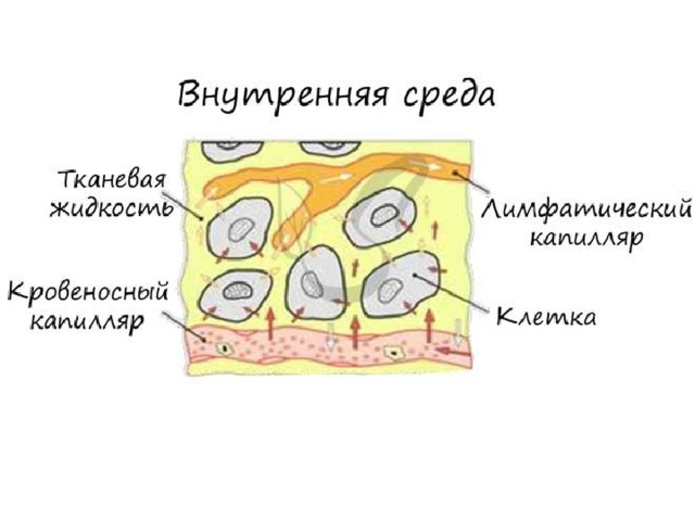 Выберите функцию тканевой жидкости рассмотрите схему внутренней среды организма