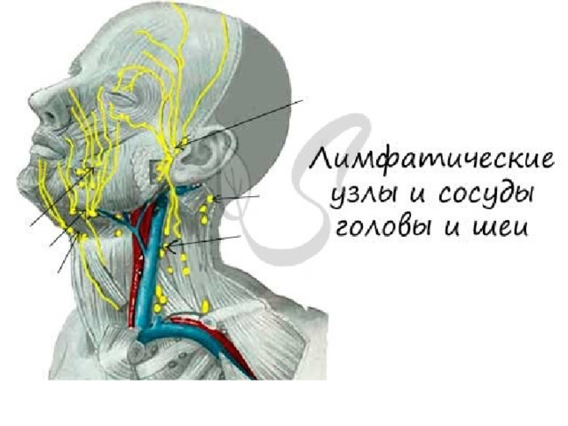 Где на голове лимфоузлы у человека фото