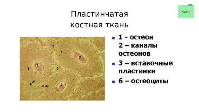 Пластинчатая костная ткань Кости 