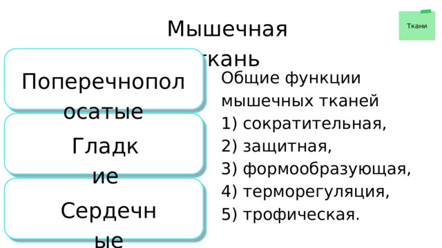 Мышечная ткань Ткани Поперечнополосатые Общие функции мышечных тканей 1) сократительная, 2) защитная, 3) формообразующая, 4) терморегуляция, 5) трофическая. Гладкие Сердечные 