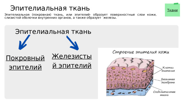 Эпителиальная ткань Ткани 1 Эпителиальная (покровная) ткань, или эпителий- образует поверхностные слои кожи, слизистой оболочки внутренних органов, а также образует железы. Эпителиальная ткань Железистый эпителий Покровный эпителий 