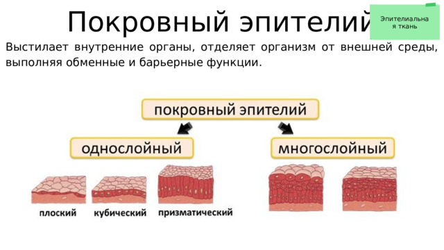 Покровный эпителий Выстилает внутренние органы, отделяет организм от внешней среды, выполняя обменные и барьерные функции. Эпителиальная ткань 