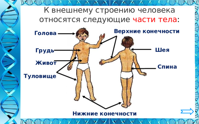 Строение тела человека 2 класс окружающий мир презентация