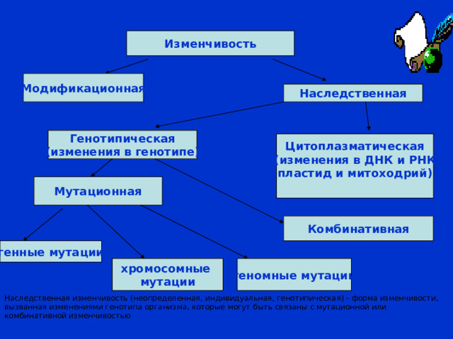 Виды изменчивости презентация