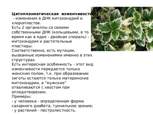 Цитоплазматическая изменчивость  - изменения в ДНК митохондрий и хлоропластов. Есть 2 органеллы со своими собственными ДНК (кольцевыми, в то время как в ядре - двойная спираль) - митохондрия и растительные пластиды. Соответственно, есть мутации, вызванные изменениями именно в этих структурах. Есть интересная особенность - этот вид изменчивости передается только женским полом, т.к. при образовании зиготы остаются только материнские митохондрии, а “мужские” отваливаются с хвостом при оплодотворении. Примеры:  - у человека - определенная форма сахарного диабета, туннельное зрение;  - у растений - пестролистность. 