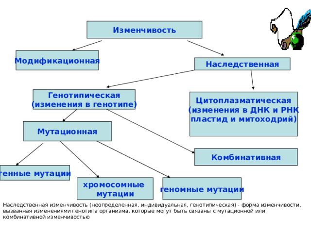 Комбинативная модификационная изменчивость. Модификационная изменчивость презентация 10 класс. Генотипическая изменчивость примеры. Цитоплазматическая изменчивость. Формы изменчивости биология.