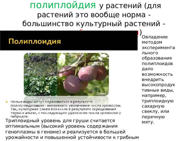   полиплойдия у растений (для растений это вообще норма - большинство культурный растений - полиплойдные мутанты ) Овладение методом экспериментального образования полиплоидов дало возможность внедрить высокопродуктивные виды, например, триплоидную сахарную свеклу, или перечную мяту. Триплоидный уровень для груши считается оптимальным (высокий уровень содержания геноплазмы в геноме) и реализуется в большей урожайности и повышенной устойчивости к грибным болезням. 
