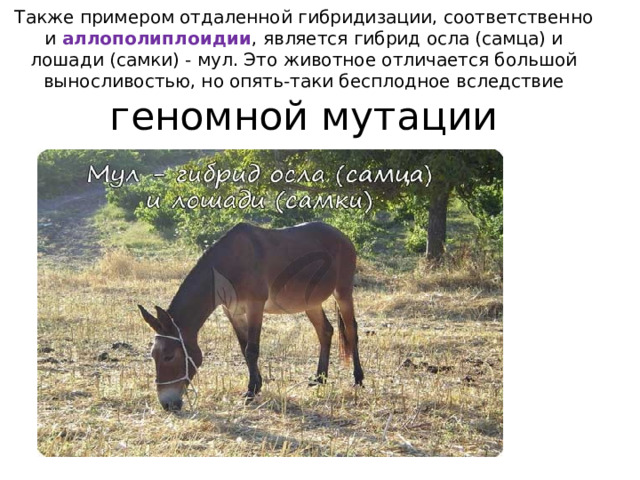 Также примером отдаленной гибридизации, соответственно и аллополиплоидии , является гибрид осла (самца) и лошади (самки) - мул. Это животное отличается большой выносливостью, но опять-таки бесплодное вследствие геномной мутации 