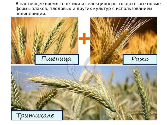 В настоящее время генетики и селекционеры создают всё новые формы злаков, плодовых и других культур с использованием полиплоидии. 