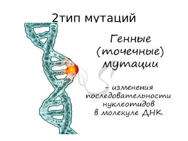 2тип мутаций 