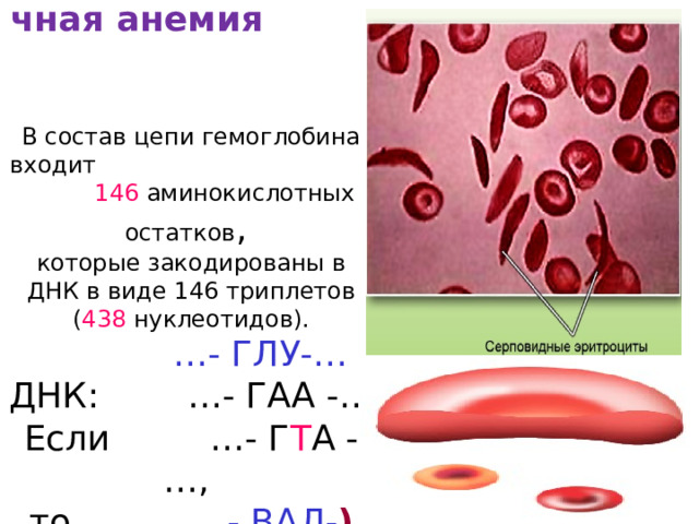 Серповидноклеточная анемия  В состав цепи гемоглобина входит 146 аминокислотных остатков ,  которые закодированы в ДНК в виде 146 триплетов ( 438 нуклеотидов).   …- ГЛУ-…  ДНК: …- ГАА -…  Если …- Г Т А -…,  то …- ВАЛ- ) 