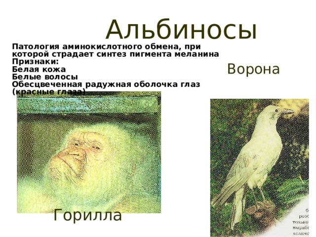 Альбиносы Патология аминокислотного обмена, при которой страдает синтез пигмента меланина Признаки: Белая кожа Белые волосы Обесцвеченная радужная оболочка глаз (красные глаза) Ворона Горилла 