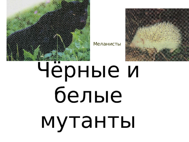 Меланисты Чёрные и белые мутанты 